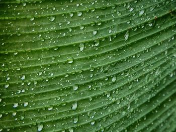 Full frame shot of wet leaves