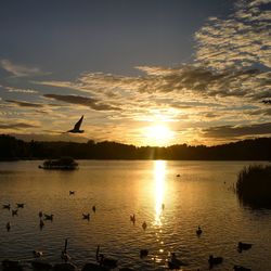 Silhouette birds flying over lake against sky during sunset