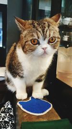 Portrait of cat sitting on table at home