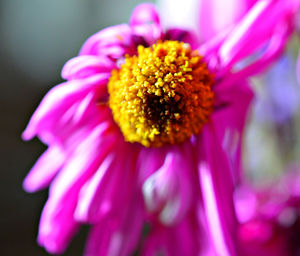 Close-up of yellow flower