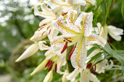 Close-up of white flowering plant