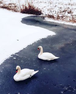 Swans in lake