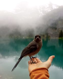 Close-up of a bird perching on a hand