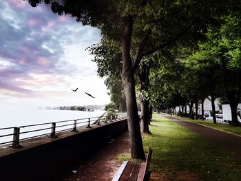 Birds flying over trees against sky