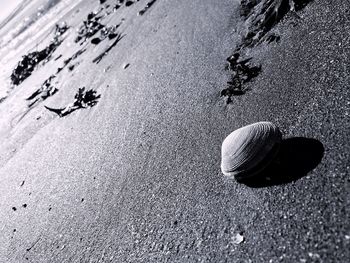 Close-up of snail on sand