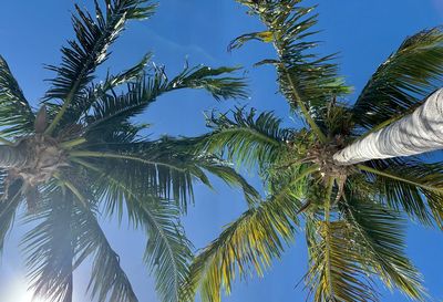 Low angle view of palm trees against clear sky