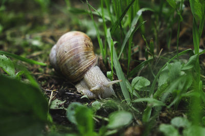 Close-up of snail on land