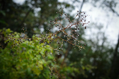 Close-up of wet tree branches during rainy season