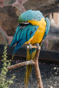 Close-up of parrot perching on branch