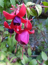 Close-up of pink flowers blooming outdoors