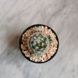 High angle view of succulent plant