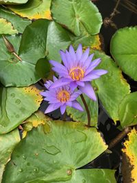 Close-up of lotus water lily in pond