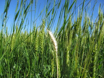 Close-up of plants growing in field