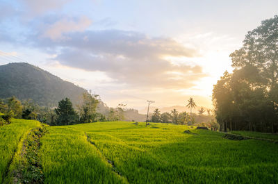 Sunset over the terraced ricefield with mountain at the background in east nusa tenggara, indonesia