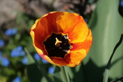 Close-up of orange flower blooming outdoors