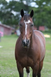 Cropped hand of a horse