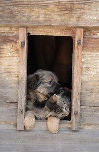 Close-up of a cat sleeping