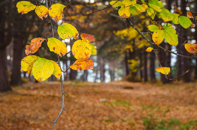 Close-up of yellow autumn tree