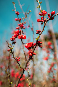 Close-up of red berries on tree