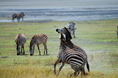 Zebras on a land