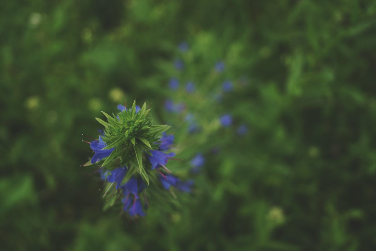 CLOSE-UP OF PURPLE FLOWER