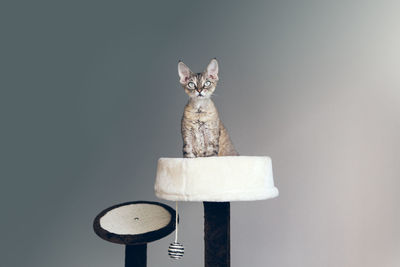 Funny tabby color devon rex cat sitting on top of scratching post. natural light photo