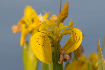 Yellow flag irises in bloom