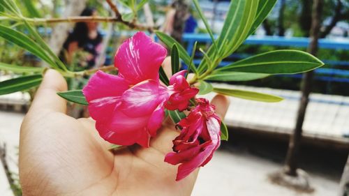 Close-up of hand holding pink rose flower