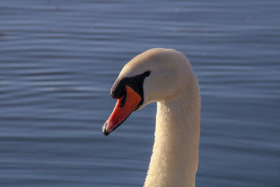 Close-up of swan swimming in lake