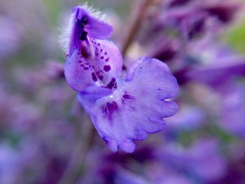 Close-up of purple flowers