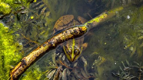 High angle view of turtle in water