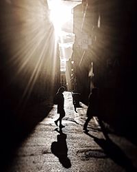 Sun shining through trees