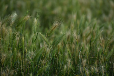 Close-up of wheat growing on field
