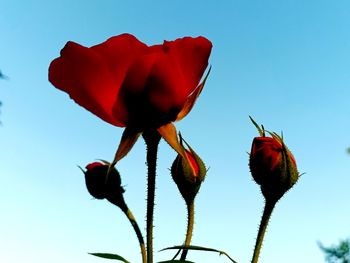 Close-up of red rose against blue sky