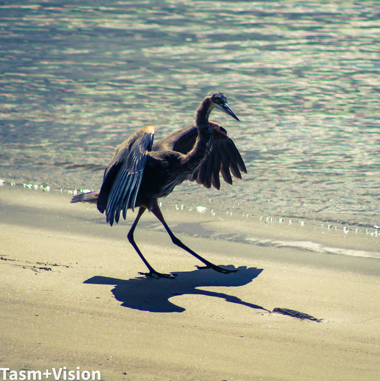 DEAD BIRD ON BEACH