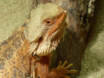 Close-up of lizard on tree trunk