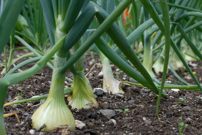 Close-up of plants growing on field