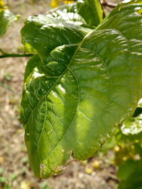 Close-up of green leaves