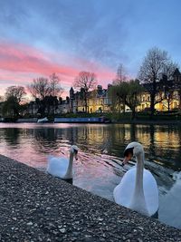 Swan floating on lake during sunset