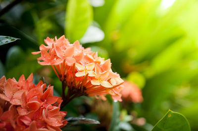 Close-up of orange flowers blooming outdoors