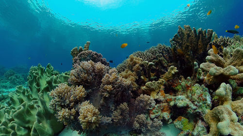 Coral garden seascape and underwater world. colorful tropical coral reefs. life coral reef. 