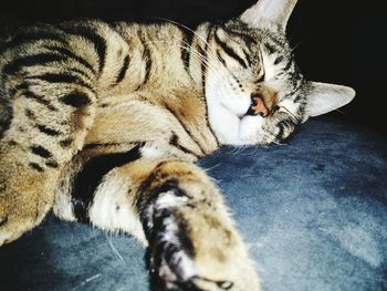 Close-up of tabby sleeping at home