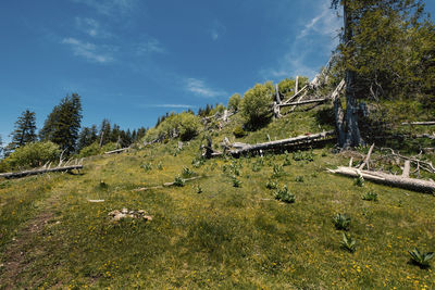 Trees growing on field against sky