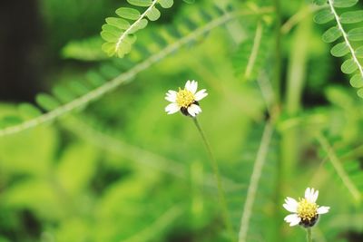 Close-up of white flowering plant