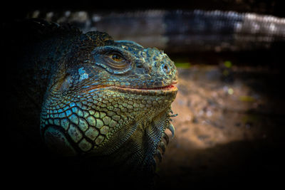 Close-up of a lguana