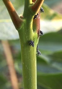 Close-up of ant on plant