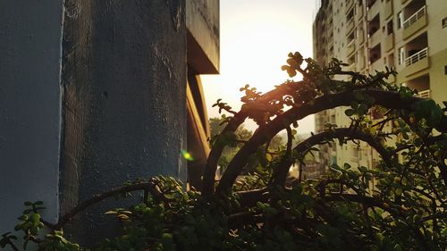 Low angle view of plant against building