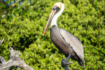 Close-up of brown pelican perching on branch