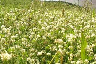 Close-up of white flowers blooming in field