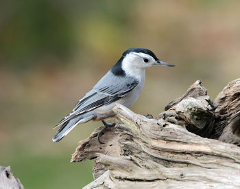 Close-up of bird perching on wood